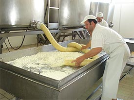 kaasmaker maakt mozzarella kaas in Marche Italie