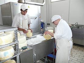 kaasmaker maakt pecorino kaas in Marche Italie