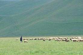 schapen in de Sibellijnse bergen, Italie