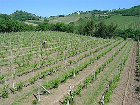 biologische wijngaarden in Serrapetrona, Italie