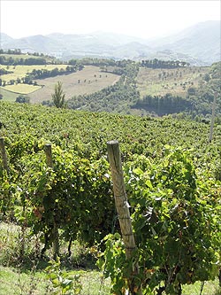 guided tours Marche, Italy