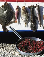 Marche culinaire reizen Kookcursus in Marche, Itali�.