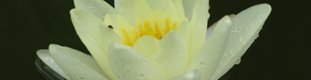 Lotus bloem in Marche Italie Lotus bloem in Marche