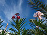Groepsreizen Italie, kookcursussen met begeleide excursies in Marche, Toscane, Umbrie