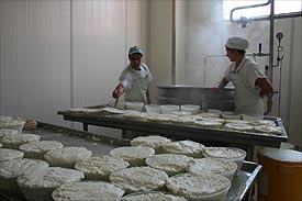 begeleid bezoek aan Pecorino kaasmaker in Itali&euml;, Marche