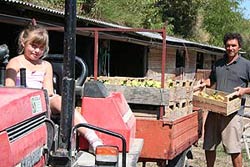 Farmholidays Organic fruit Marche Italy