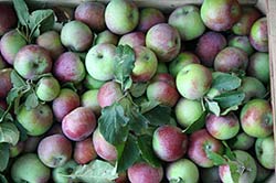 Organic fruit from Marche Italy