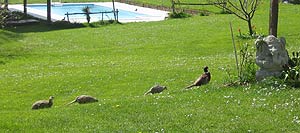 Pheasant   family lodging at Caravanserraglio Marche Italy