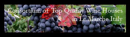 Marche wines