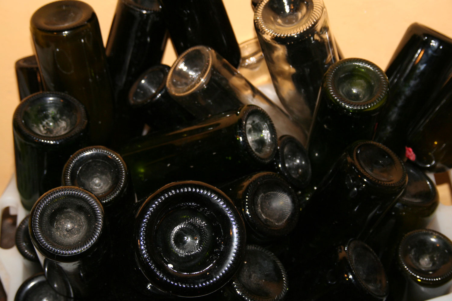 Wine tasting in Marche Italy