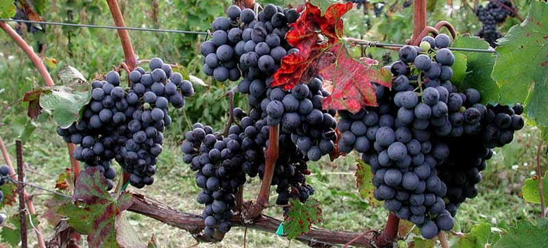 vini delle Marche