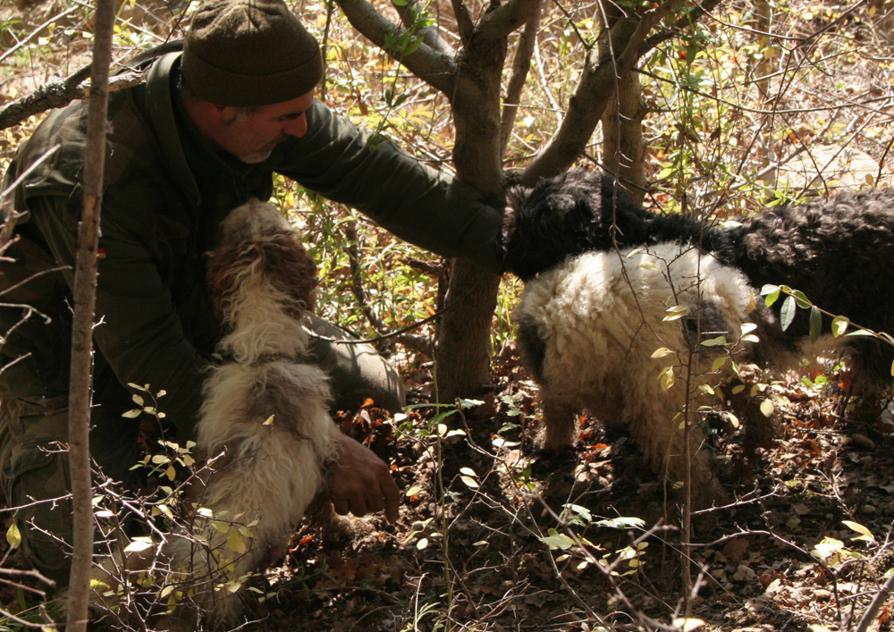 Truffle cooking