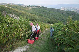 Vernaccia of Serrapetrona grape harvest Marche Italy