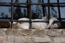 sleeping cat in Marche, Italy