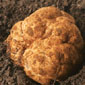 Truffle Marche Italy : Tuber Albinum Pico (Tartufo bianchetto marzuolo) 