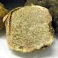 Truffle Marche Italy : Tuber Magnatum Pico 