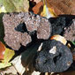 Truffle Marche Italy : Tuber Mesentericum Vitt. (Tartufo nero ordinario)