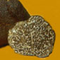 Truffle Marche Italy : Tuber Macrosporum Vitt. (Tartufo Nero) 