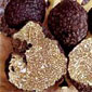 Truffle Marche Italy : Tuber Uncinatum Chatin 